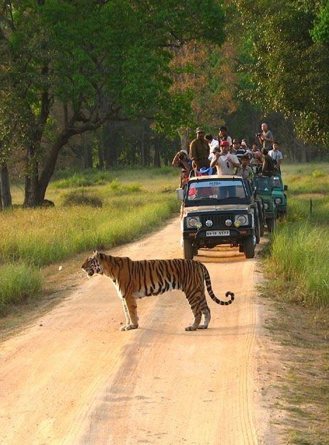 Bandhavgarh wildlife tour madhya pradesh
