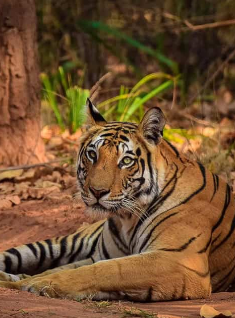 bandhavgarh Tiger Reserve Tour