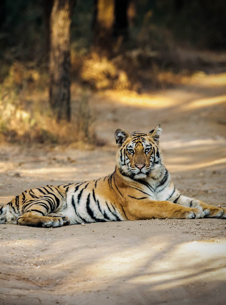 Pench Tiger Reserve 