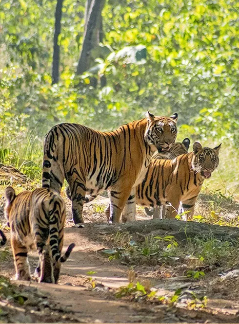 Panna Tiger Reserve Tour